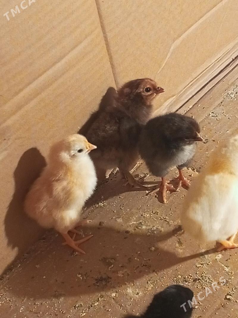 Mesny jüje - Türkmenabat - img 1