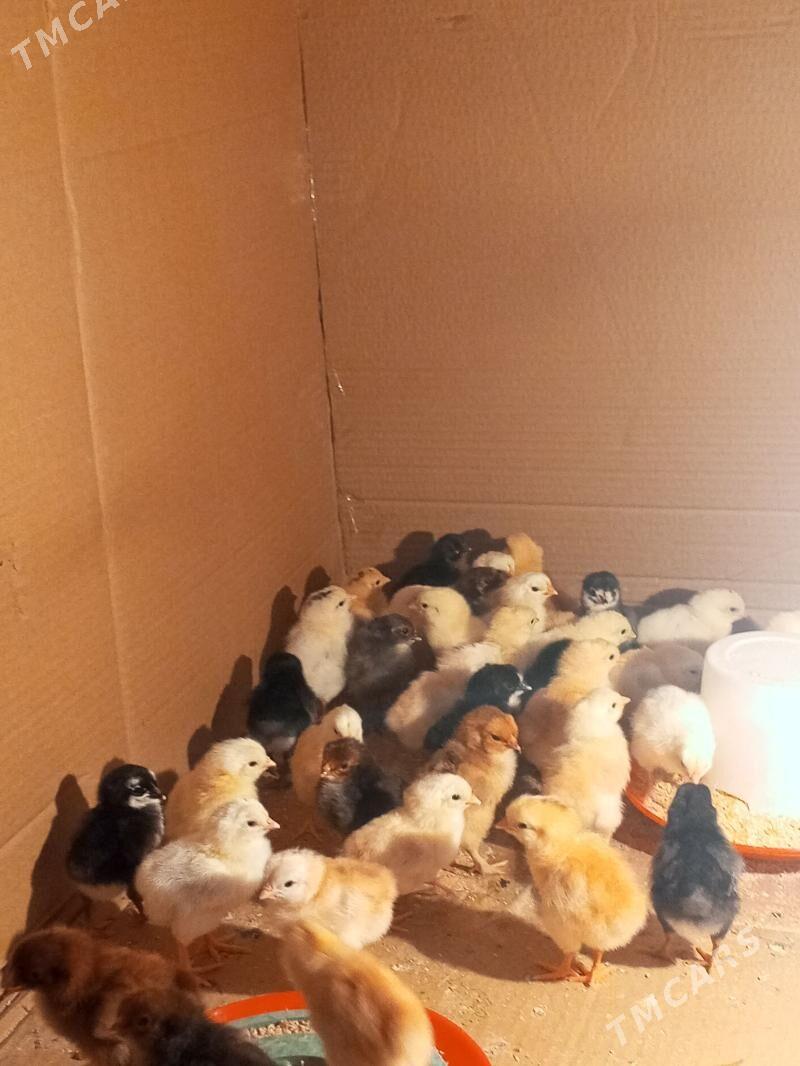 Mesny jüje - Türkmenabat - img 2