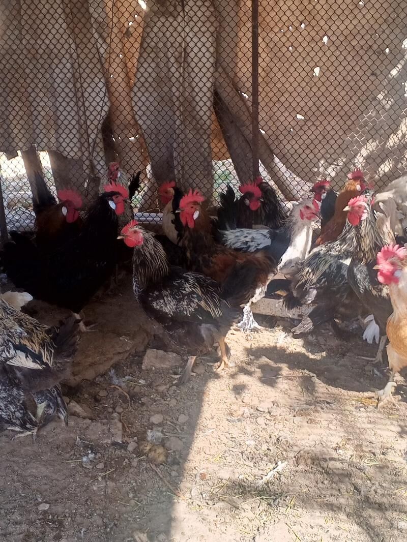 indawutga we towuk horaz - Ýolöten - img 3