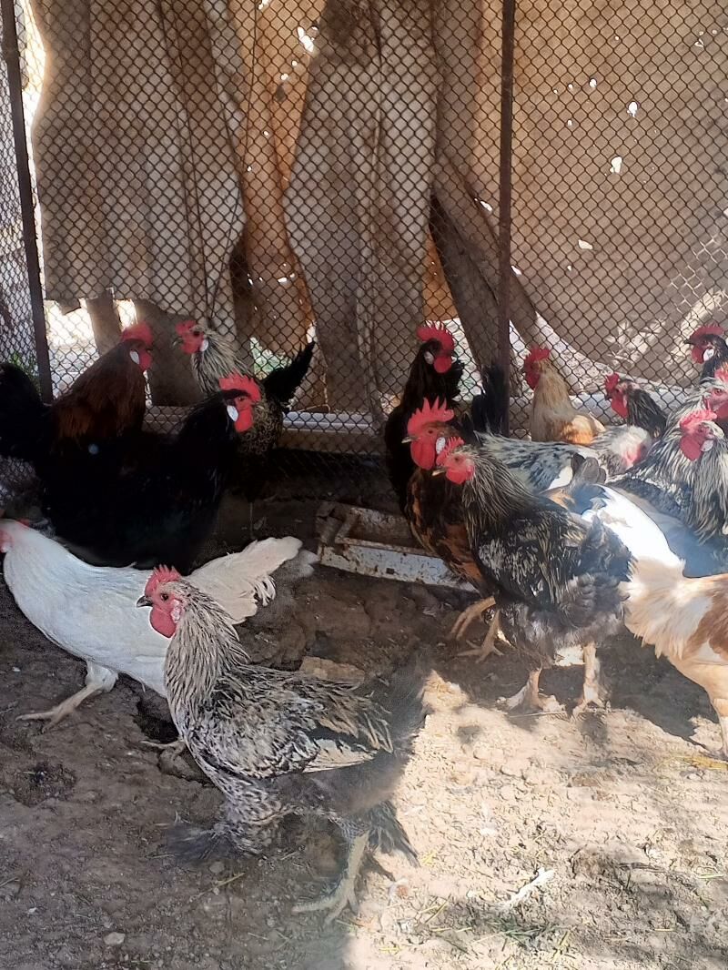 indawutga we towuk horaz - Ýolöten - img 4