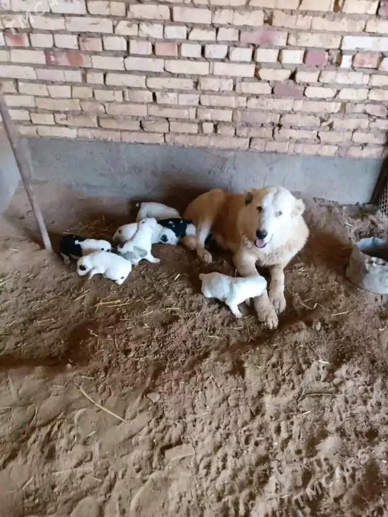 Akguş - Tejen - img 2