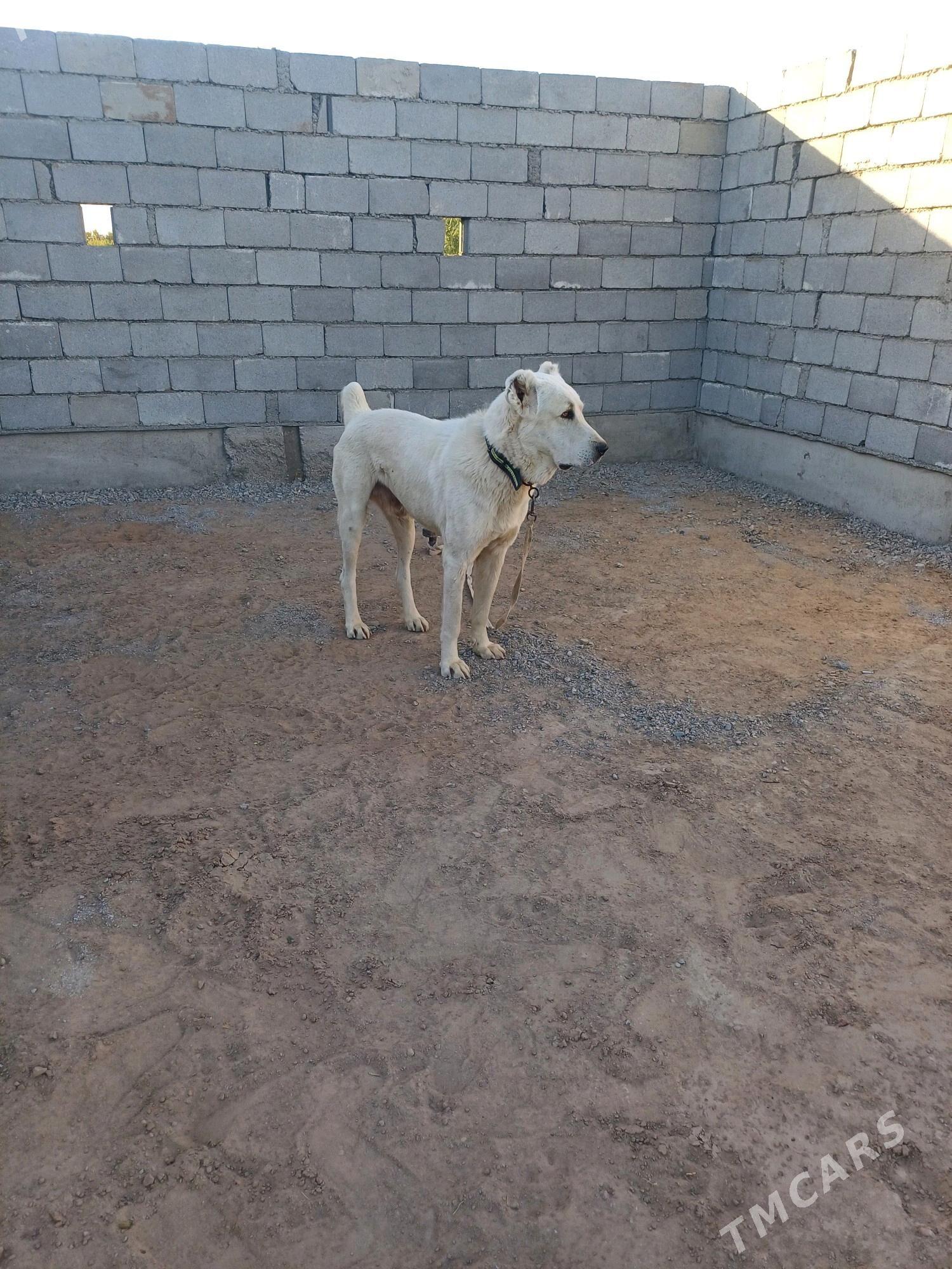 Akguş - Tejen - img 4