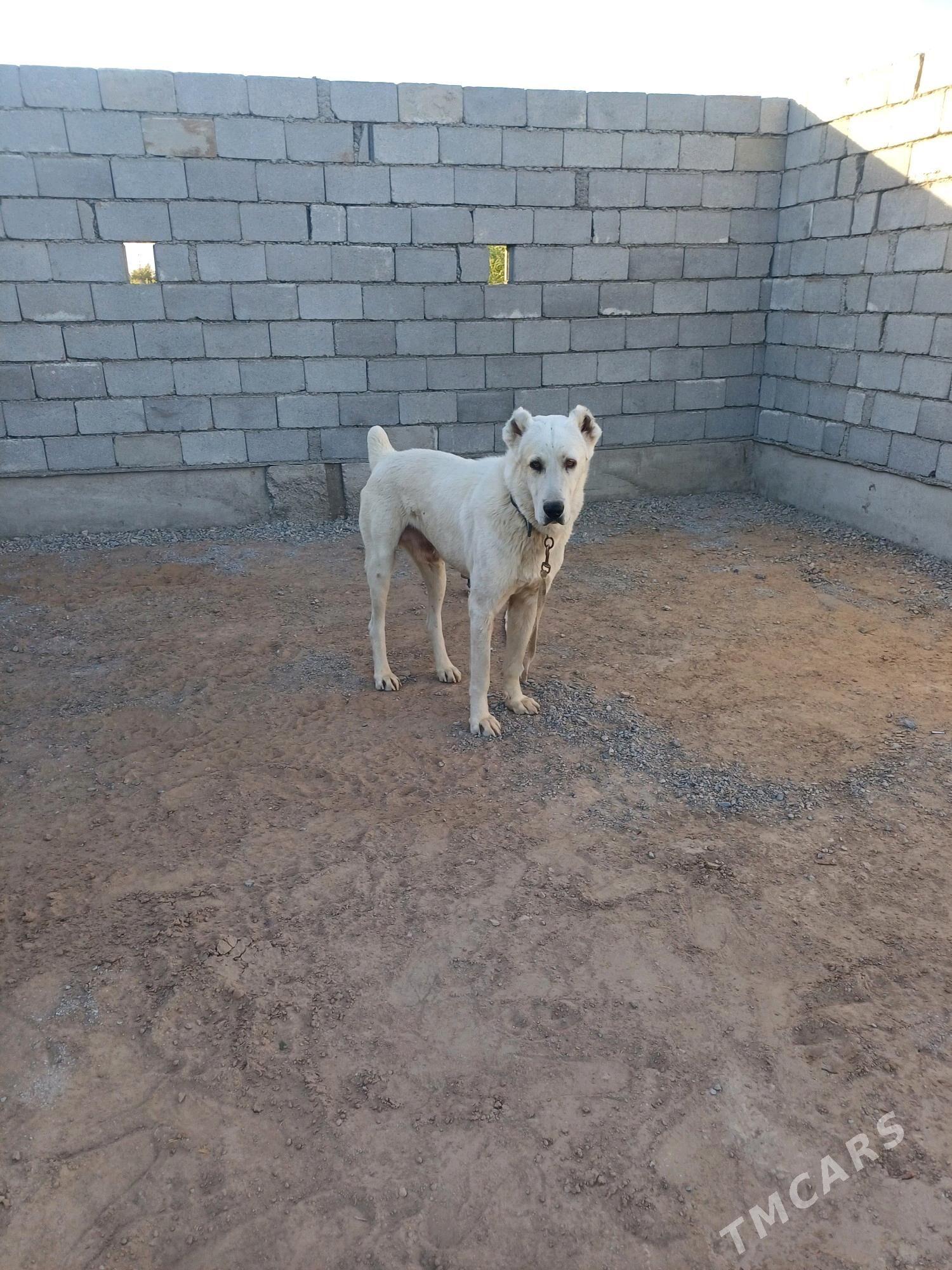 Akguş - Tejen - img 5