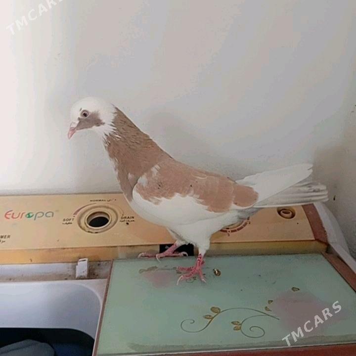 kepderi - Gyzylarbat - img 1