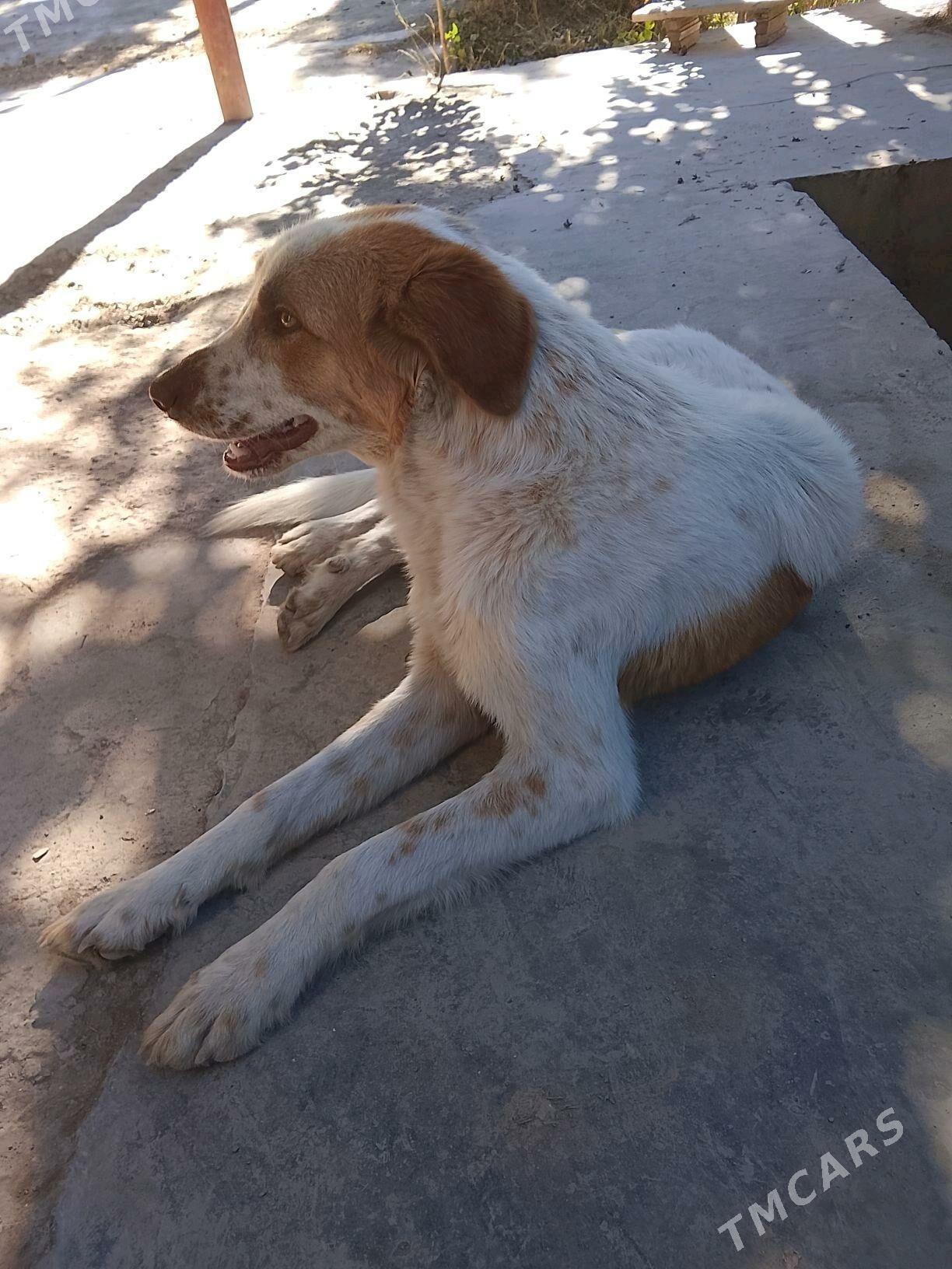 it alabay - Akdepe - img 1