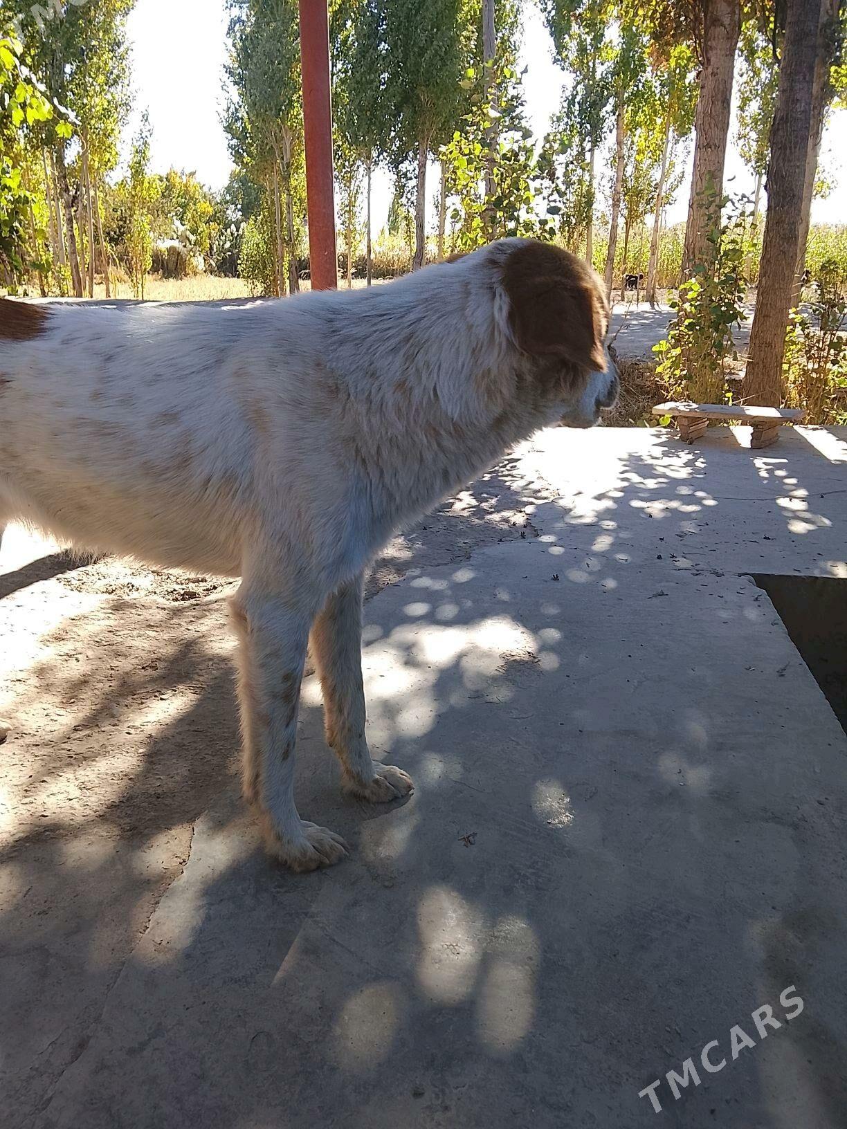 it alabay - Акдепе - img 2