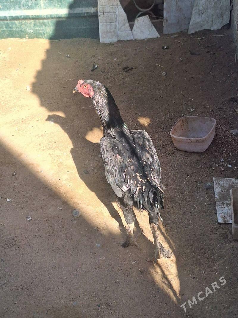 Taşkent horaz - Çoganly - img 1