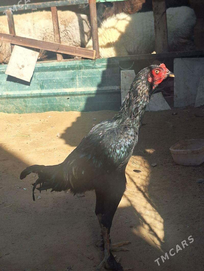 Taşkent horaz - Çoganly - img 2