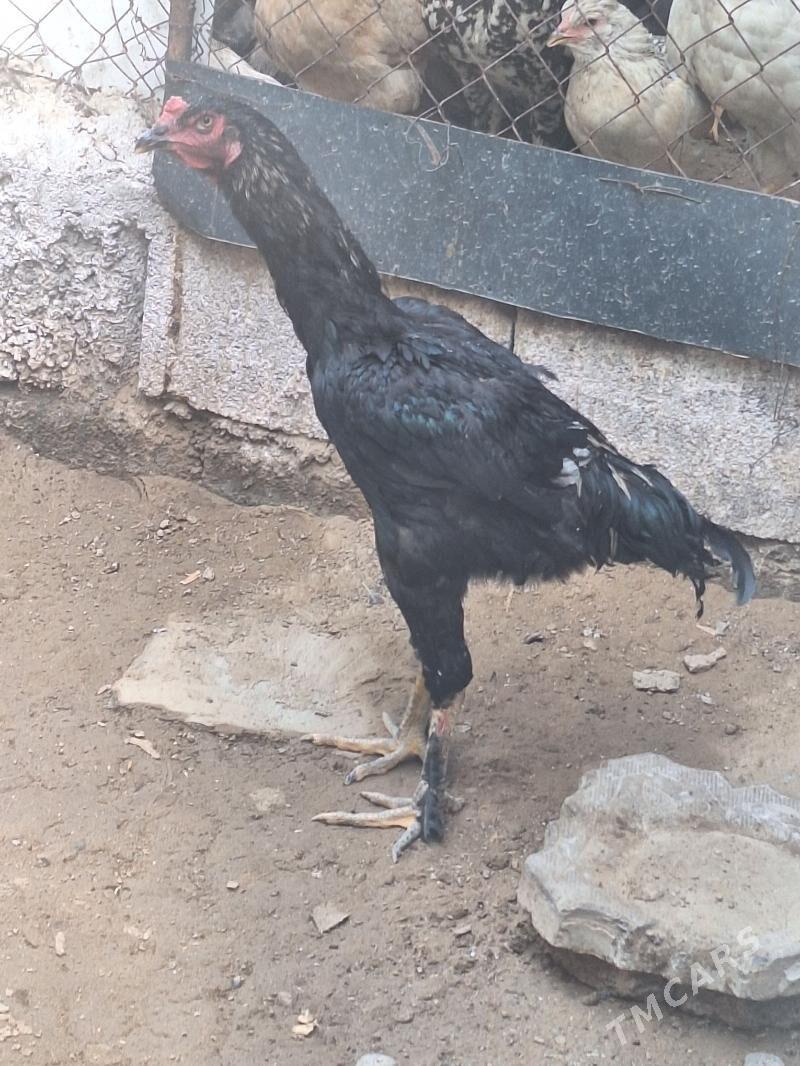 Taşkent horaz - Çoganly - img 5