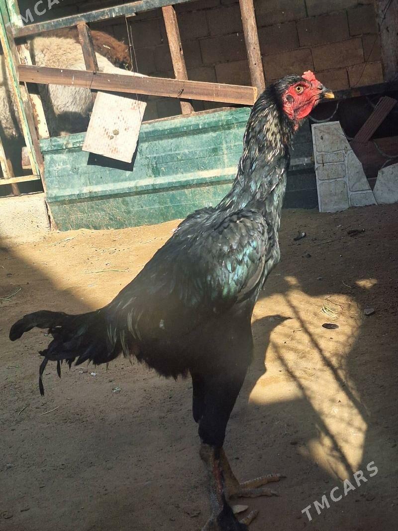 Taşkent horaz - Çoganly - img 4