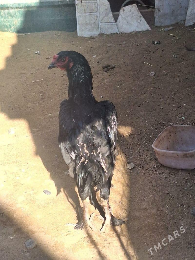 Taşkent horaz - Çoganly - img 3