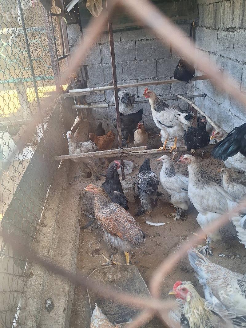 Balgar brama - Çoganly - img 3