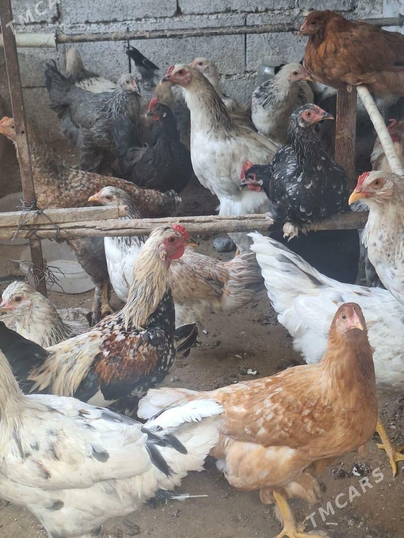 Balgar brama - Çoganly - img 4