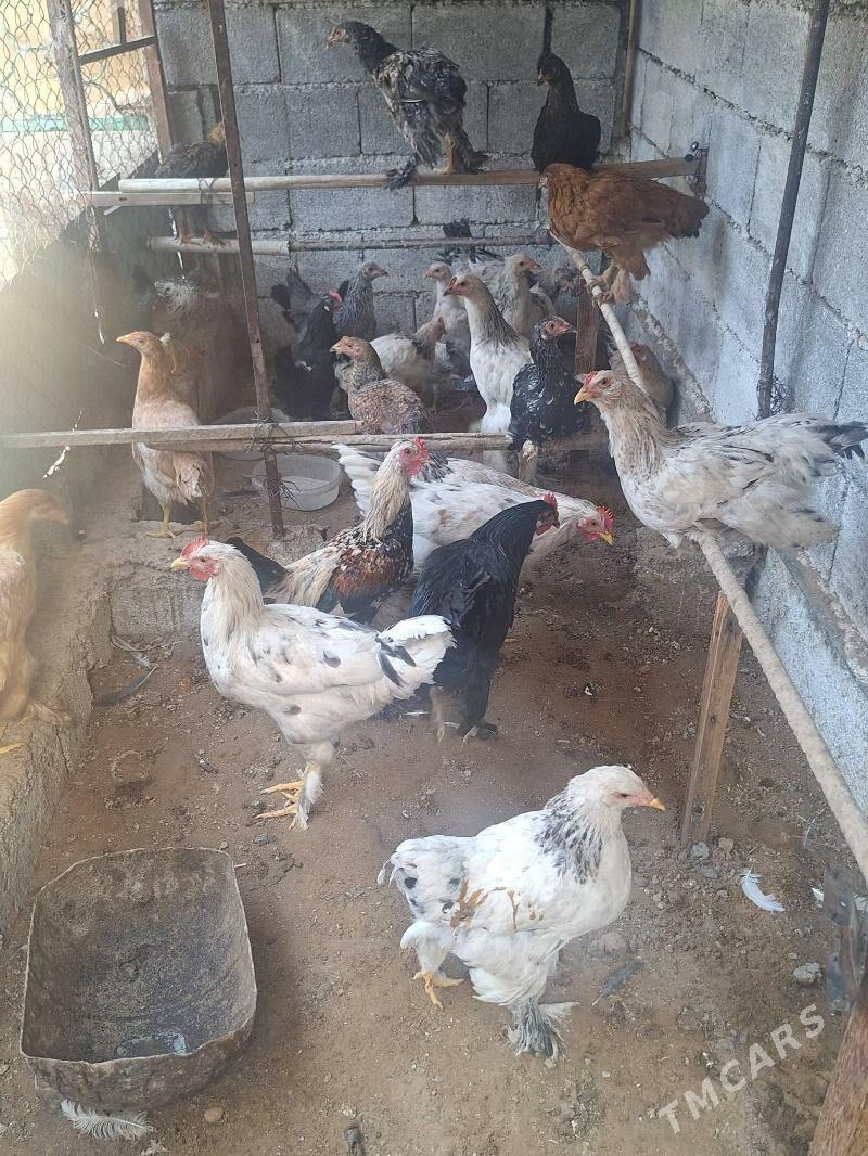 Balgar brama - Çoganly - img 2