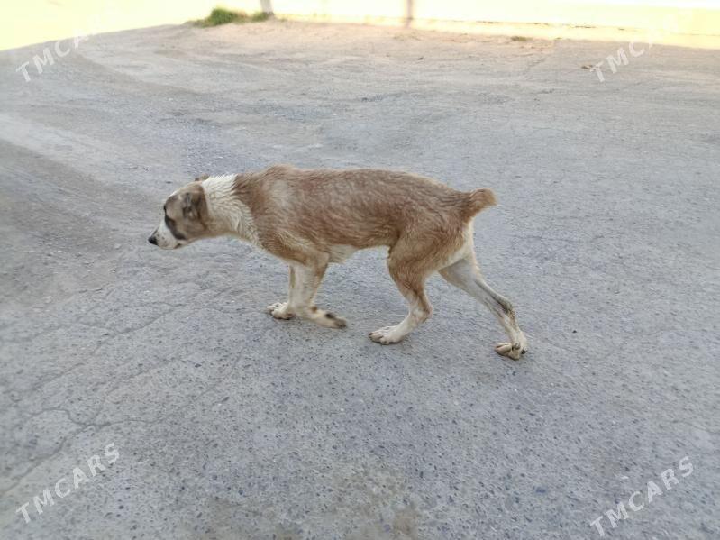 alabay - Aşgabat - img 5