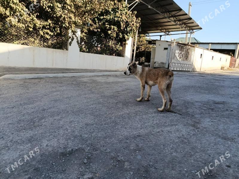 alabay - Aşgabat - img 4