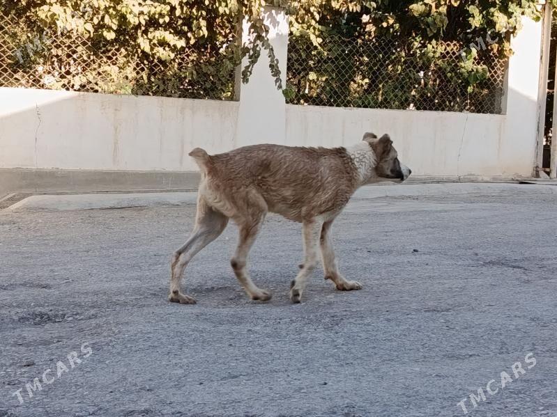 alabay - Aşgabat - img 1
