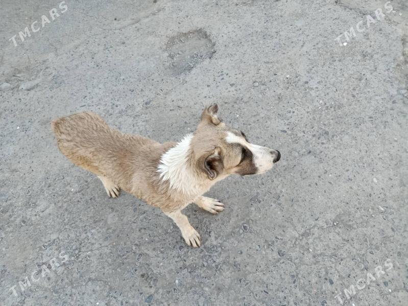 alabay - Aşgabat - img 6