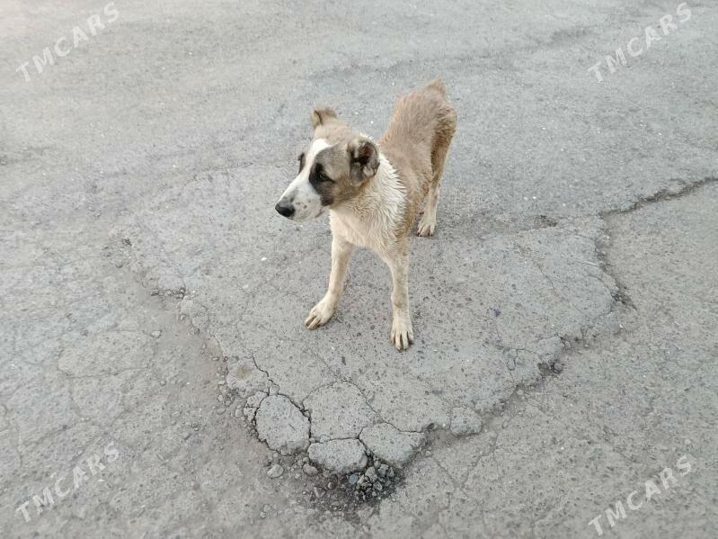 alabay - Aşgabat - img 2