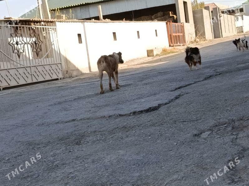 alabay - Aşgabat - img 7