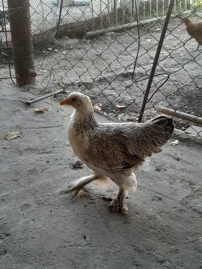 Brama - Ашхабад - img 5