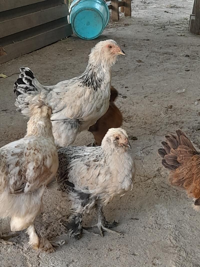 Brama - Ашхабад - img 7