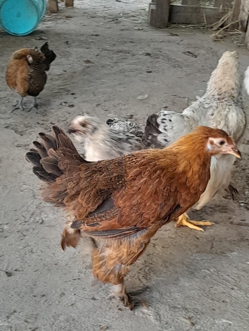 Brama - Ашхабад - img 6