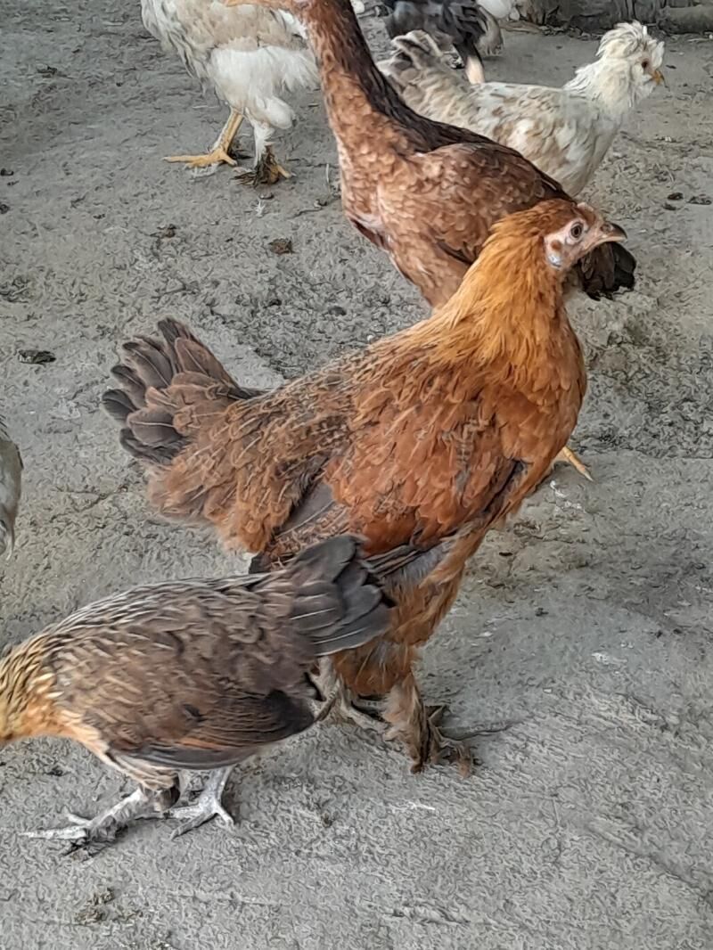 Brama - Ашхабад - img 8