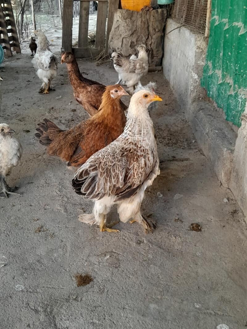 Brama - Ашхабад - img 9