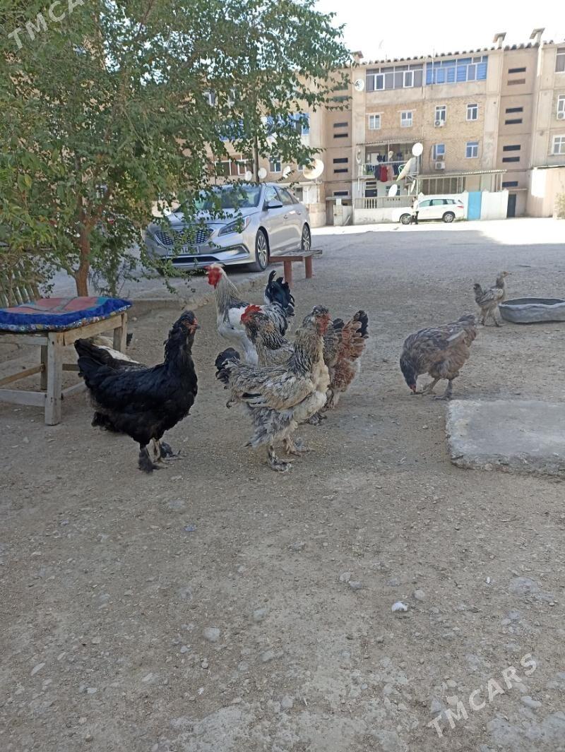 towuk dvoyka - Балканабат - img 1