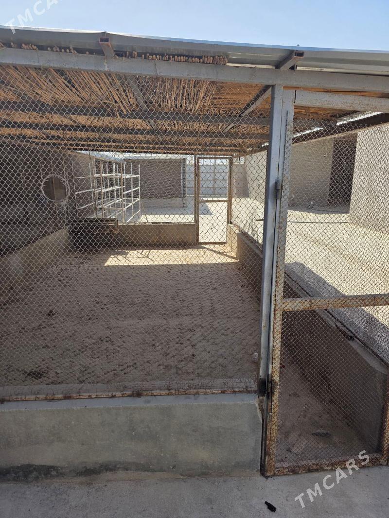 Gokdepe - Aşgabat - img 6