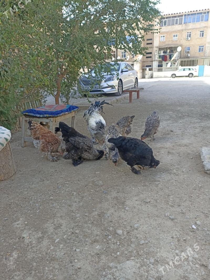 towuk dvoyka - Балканабат - img 2