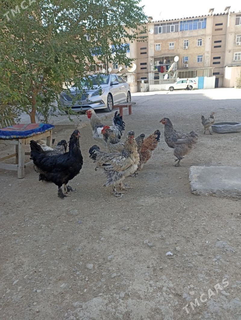 towuk dvoyka - Балканабат - img 3