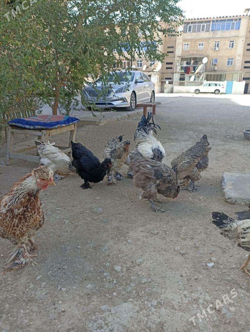 towuk dvoyka - Балканабат - img 4