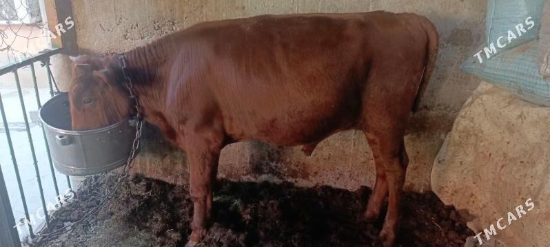 okuz - Гуртли - img 1