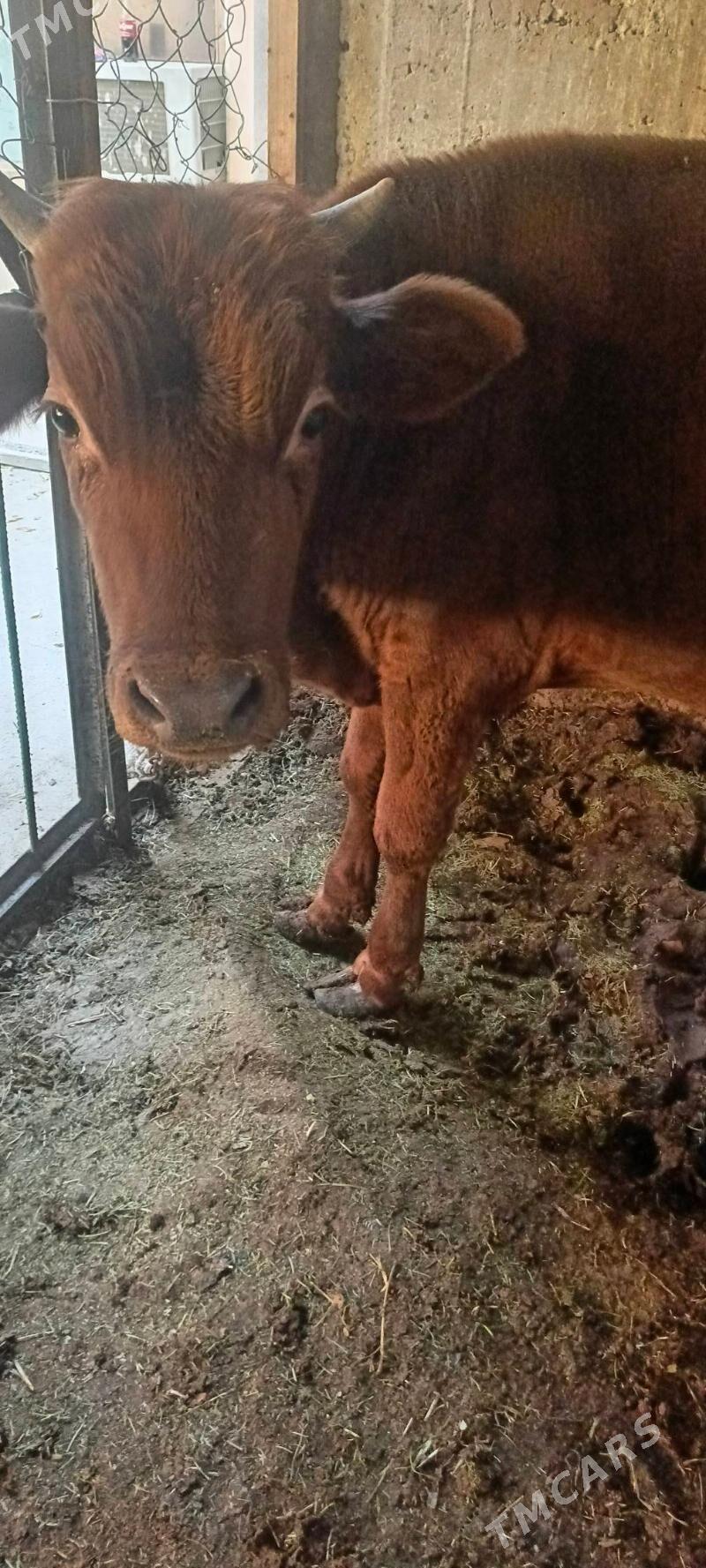 okuz - Гуртли - img 2