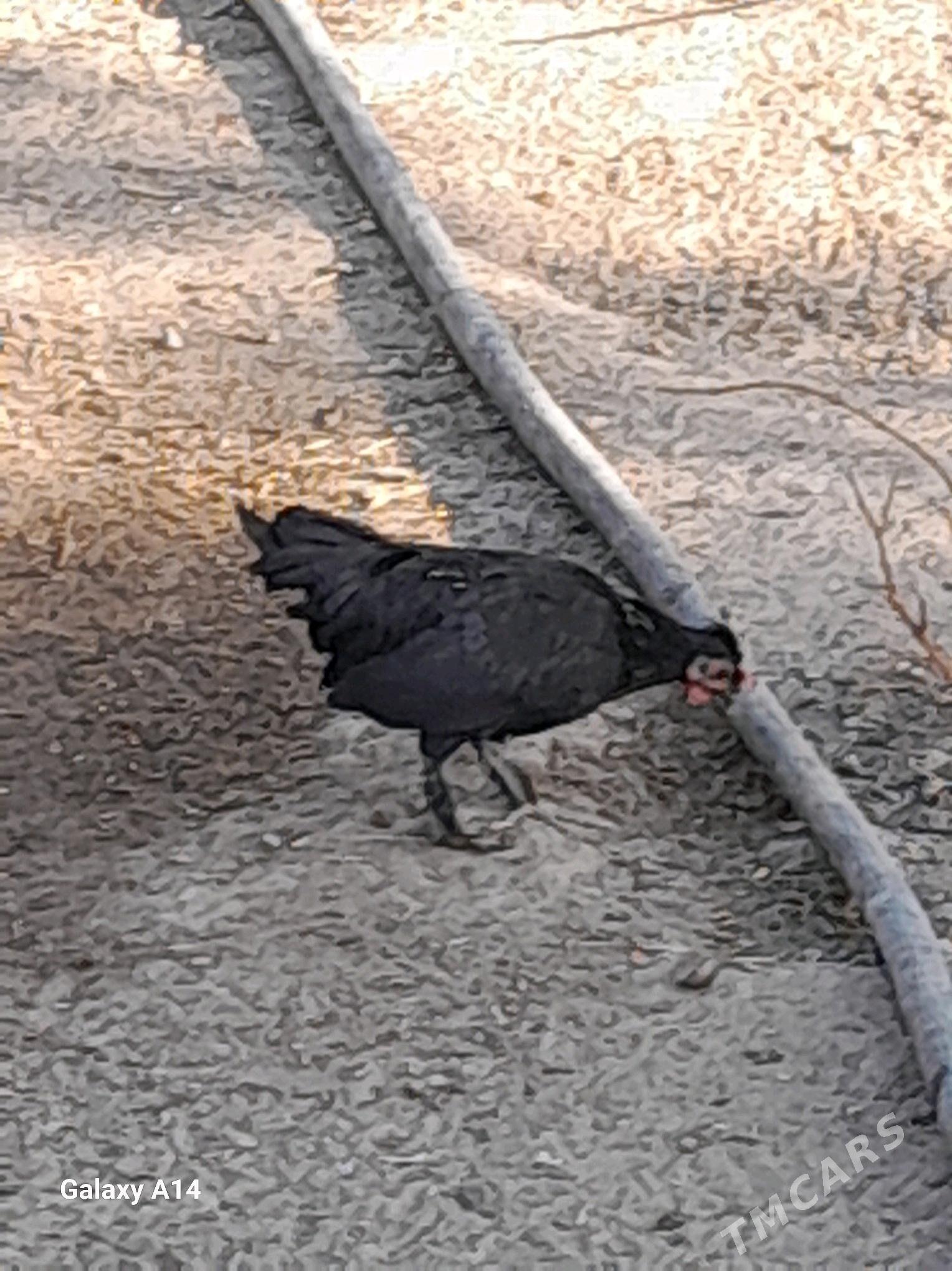 karlik - Гёкдже - img 2