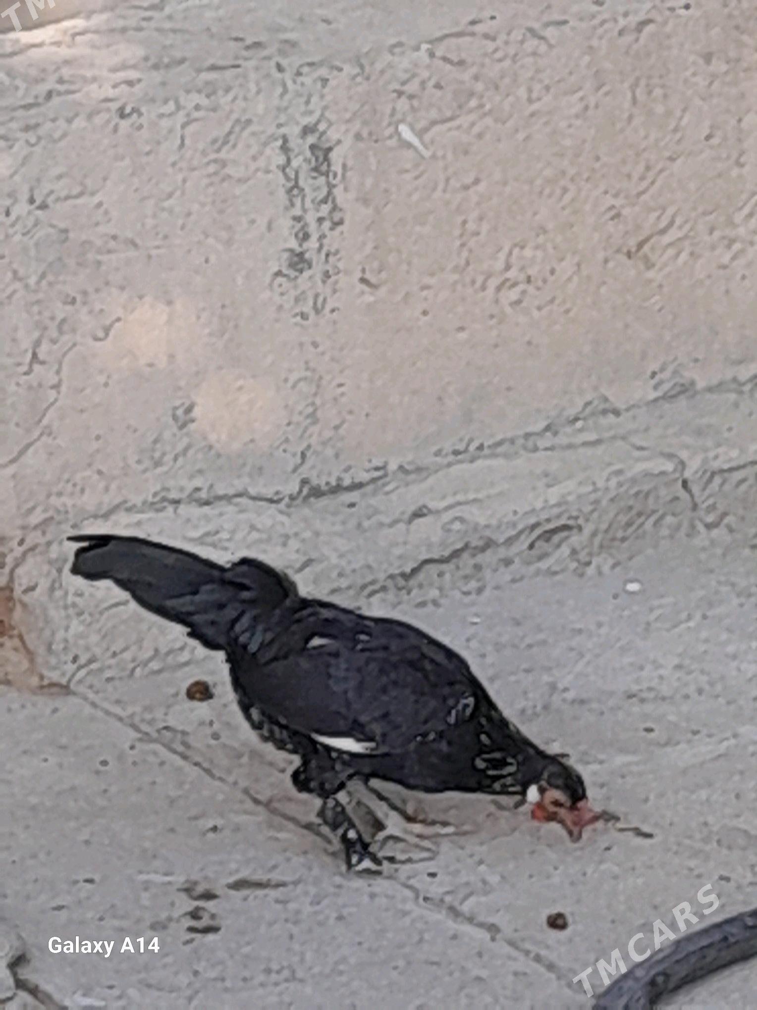 karlik - Гёкдже - img 1