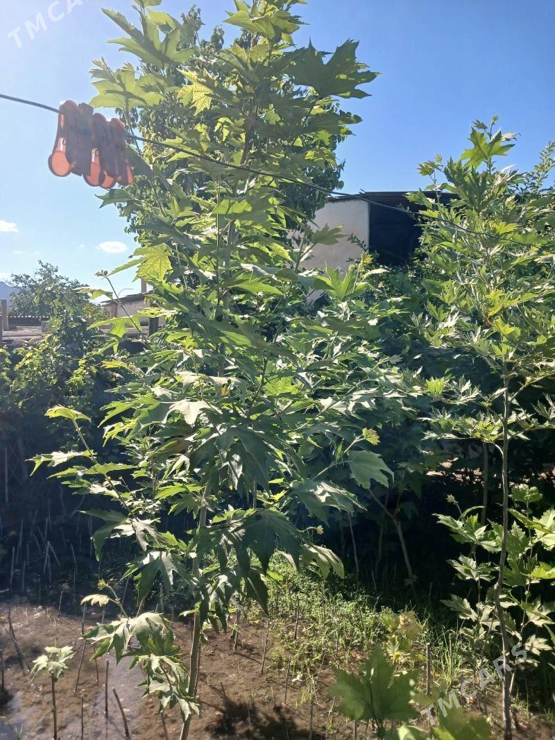 Cynar nahaly - Ашхабад - img 2