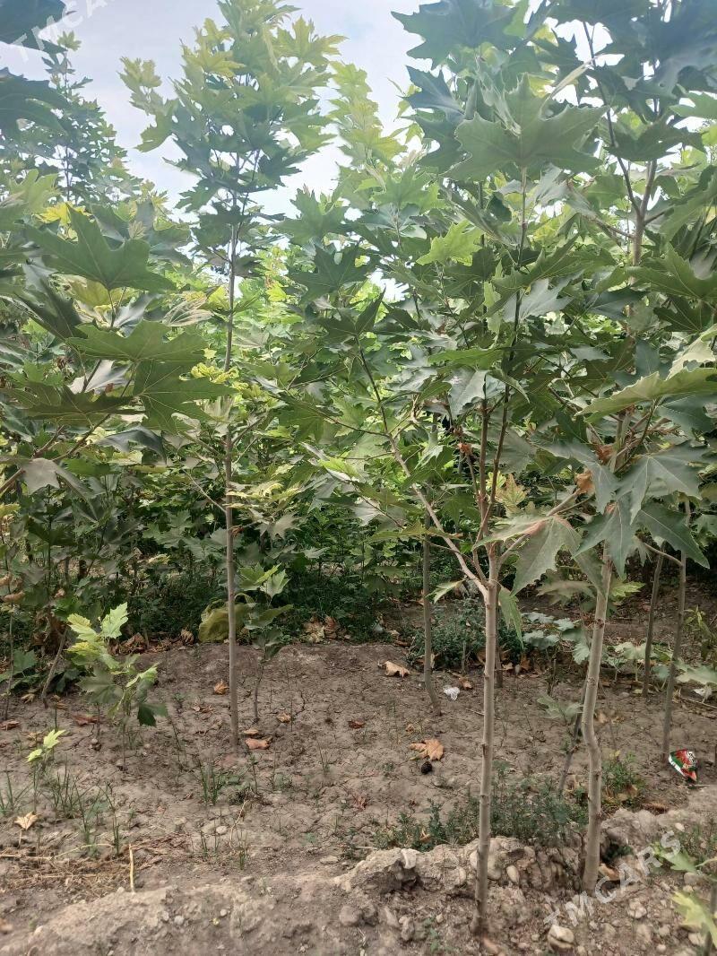 Cynar nahaly - Ашхабад - img 4