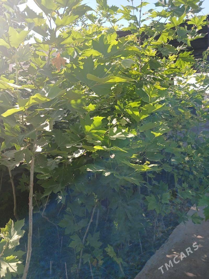 Cynar nahaly - Ашхабад - img 5