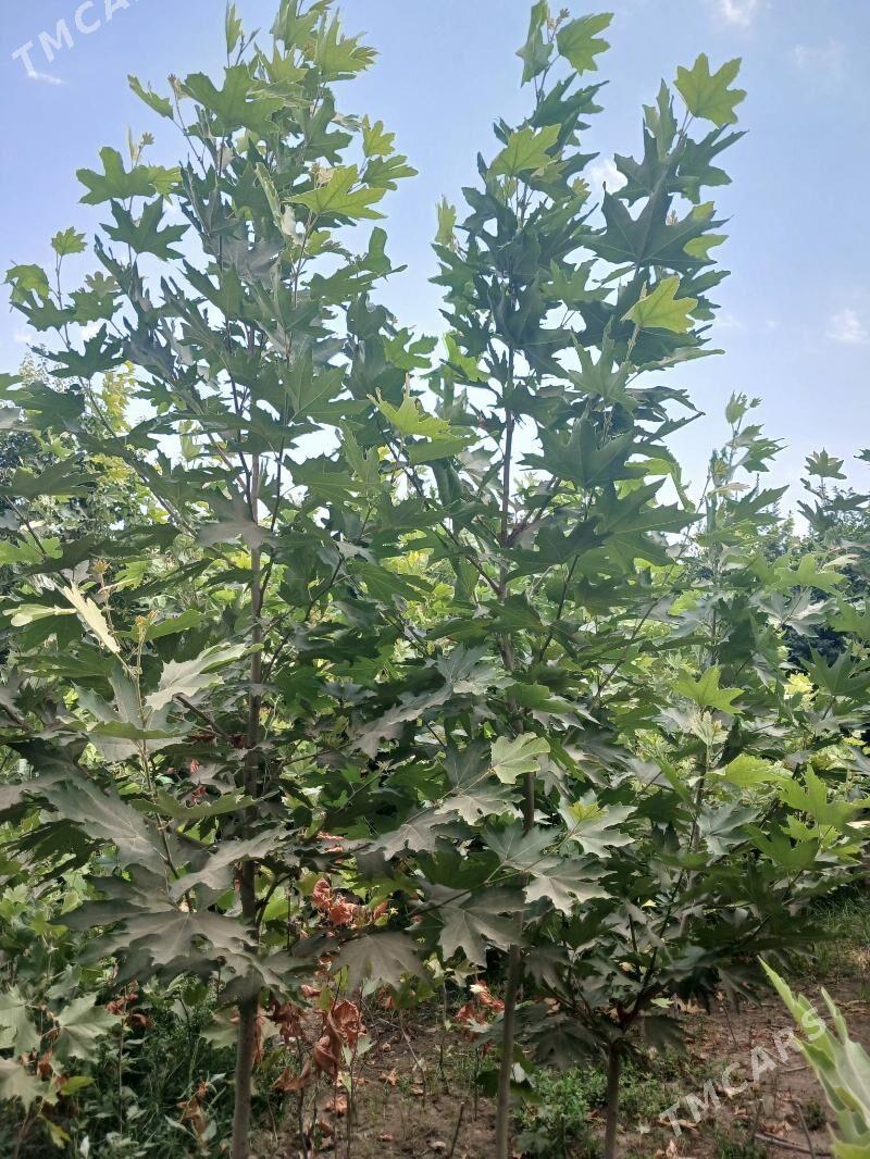 Cynar nahaly - Ашхабад - img 3