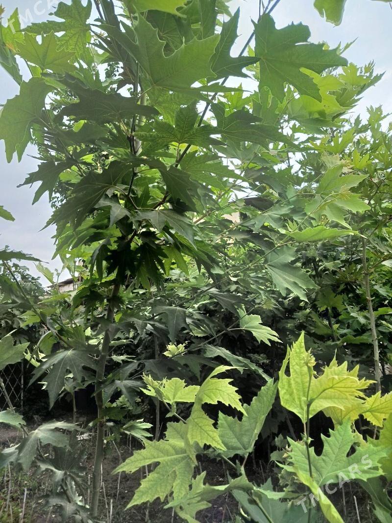 Cynar nahaly - Ашхабад - img 6