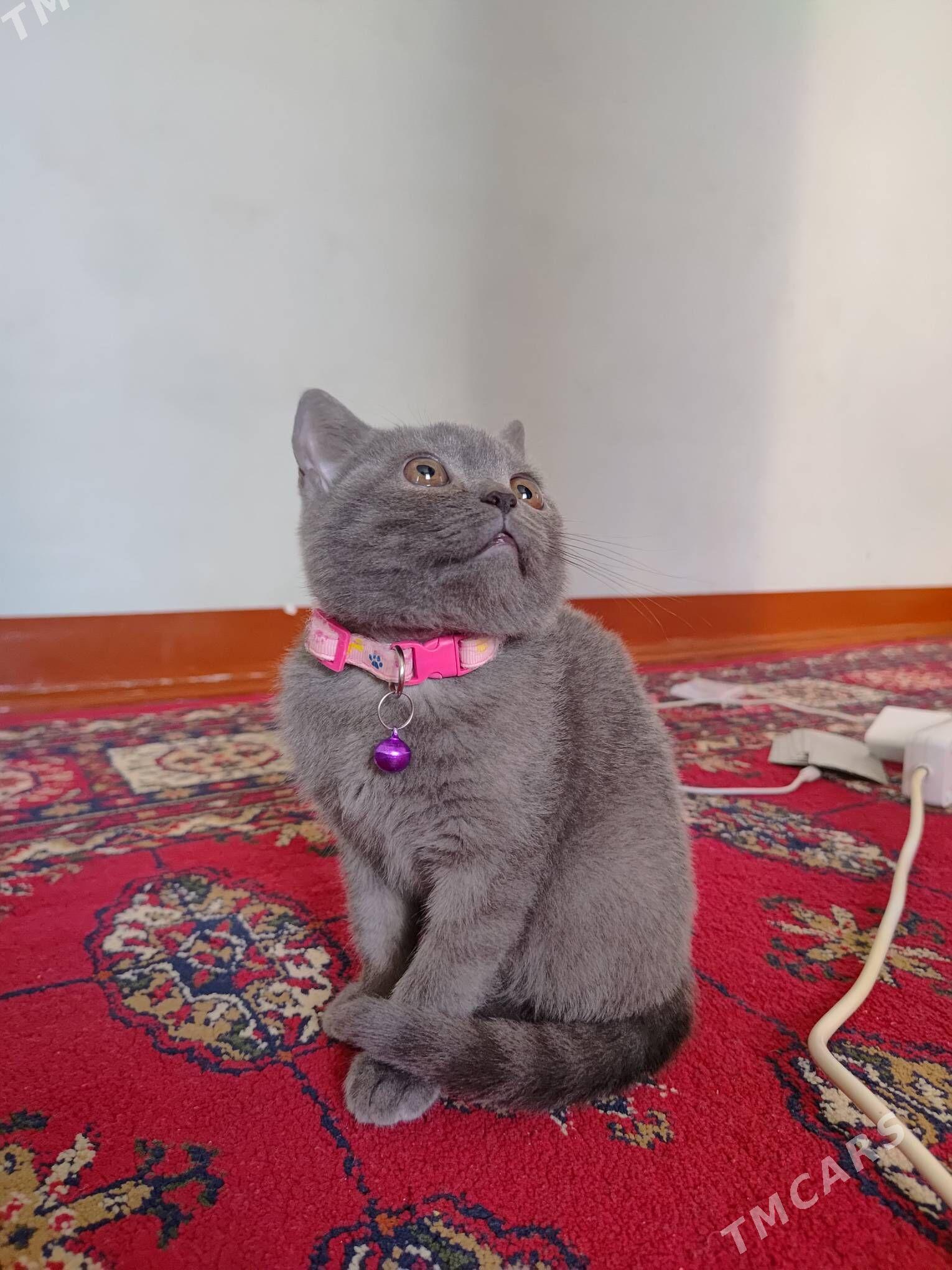 Pişik - Daşoguz - img 3