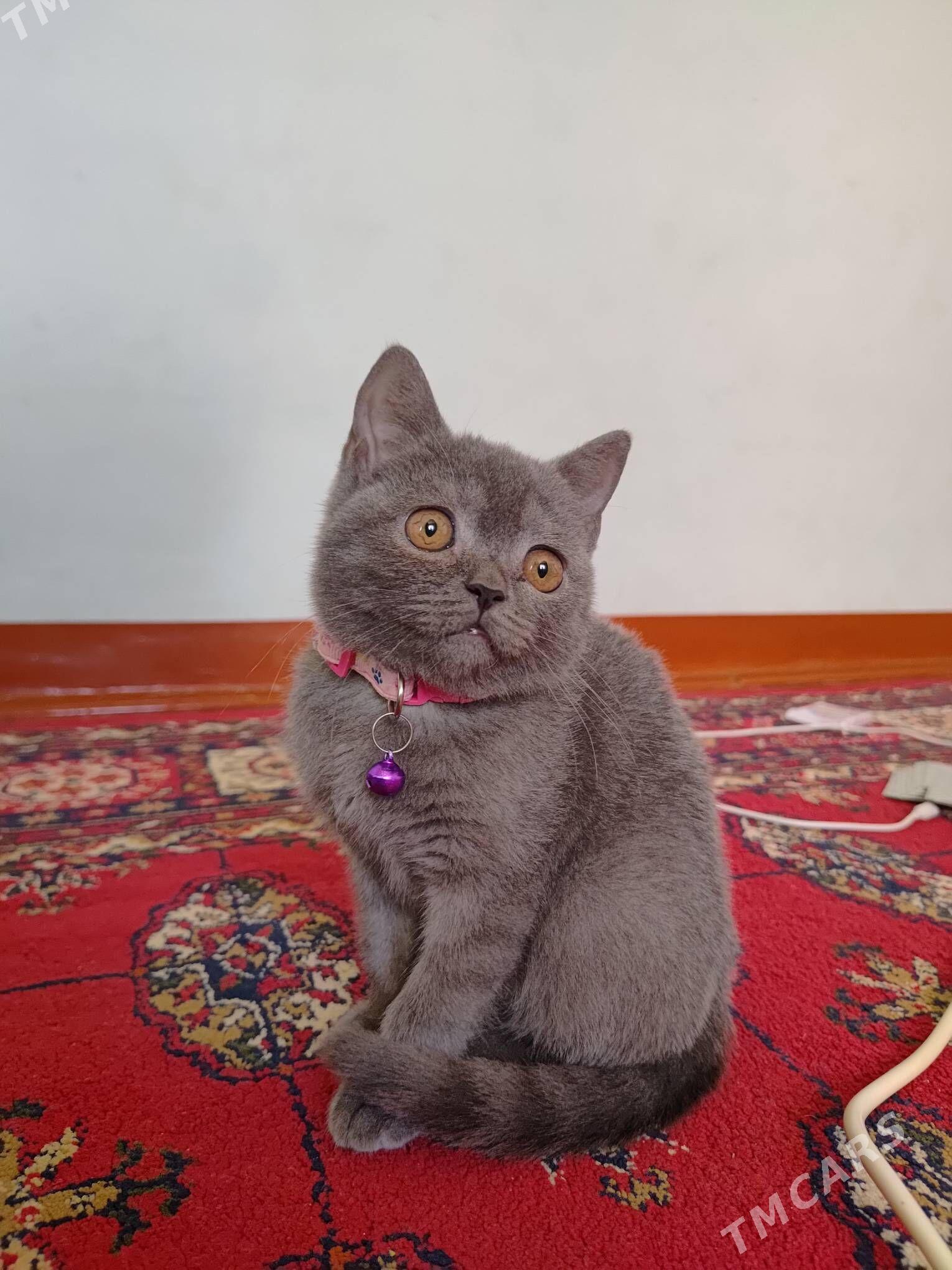 Pişik - Daşoguz - img 2