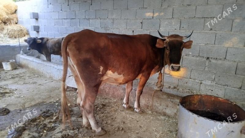 sygyr goleli - Bäherden - img 3