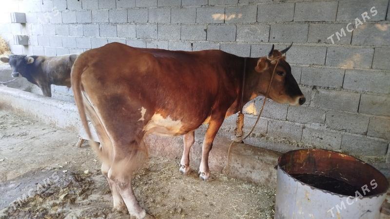 sygyr goleli - Bäherden - img 2