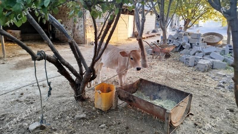 sygyr goleli - Bäherden - img 1