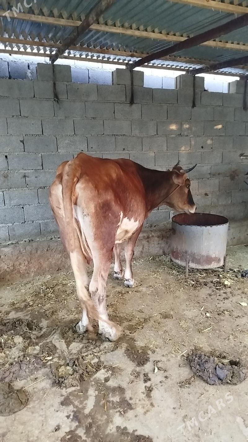 sygyr goleli - Bäherden - img 4