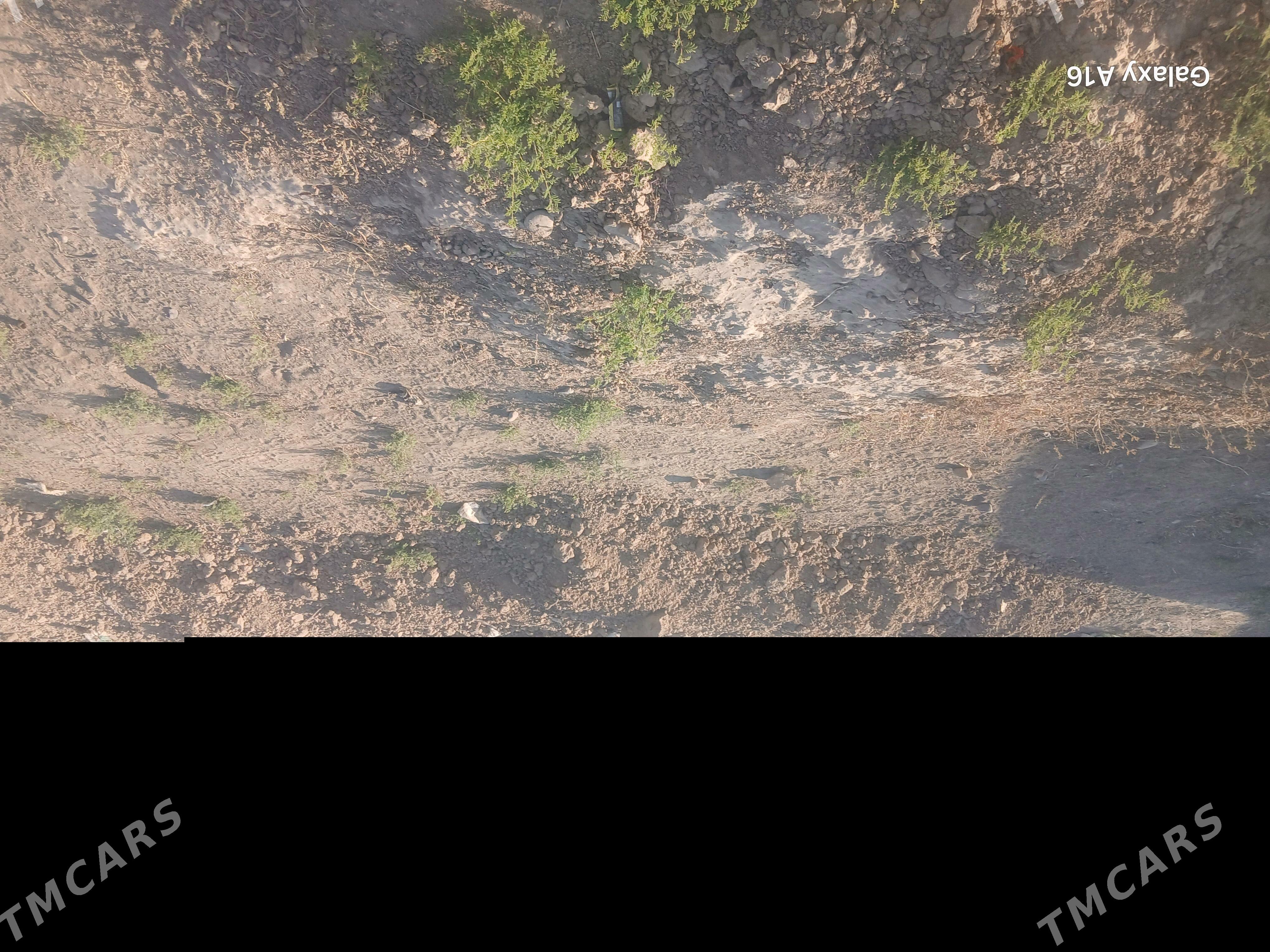 Satlyk jay - Кака - img 1